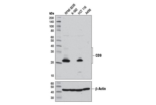 Western Blotting Image 1: CD9 (D8O1A) Rabbit mAb