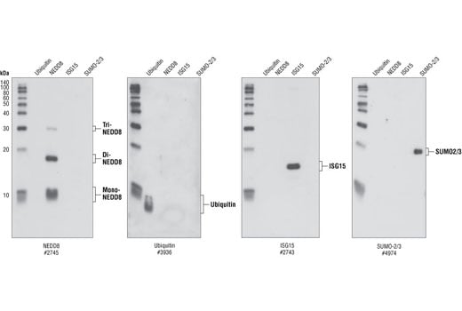 Western Blotting Image 1: NEDD8 Antibody