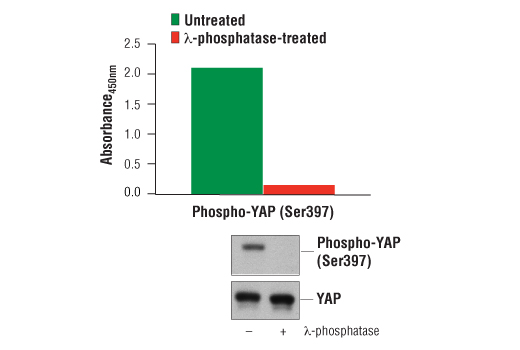 ELISA Image 1: PathScan<sup>®</sup> Phospho-YAP (Ser397) Sandwich ELISA Kit