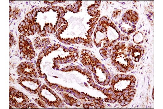 Immunohistochemistry Image 2: ATPIF1 (D6P1Q) XP<sup>®</sup> Rabbit mAb