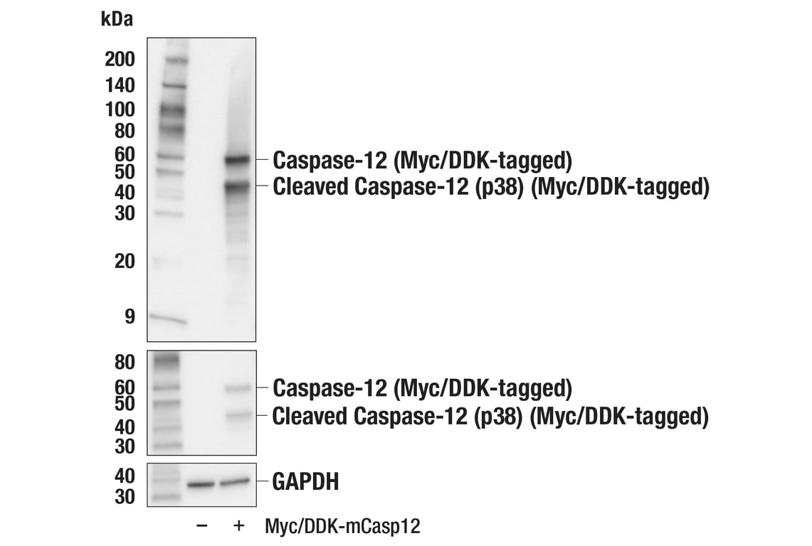 Western Blotting Image 1: Caspase-12 (E9T3W) Rabbit mAb