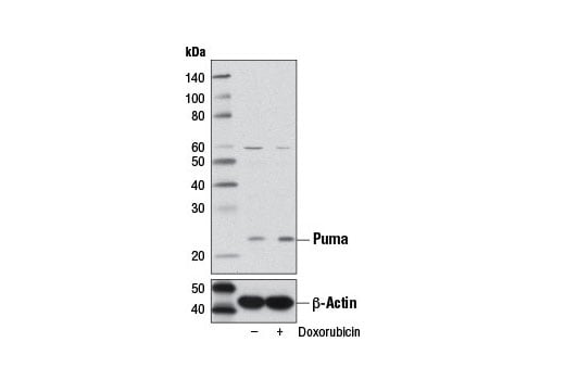 undefined Image 3: Pro-Apoptosis Bcl-2 Family Antibody Sampler Kit II