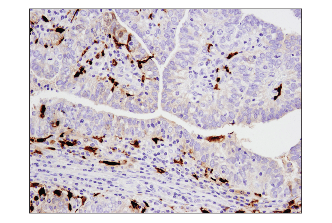 Immunohistochemistry Image 1: S100A9 (D5O6O) Rabbit mAb (BSA and Azide Free)