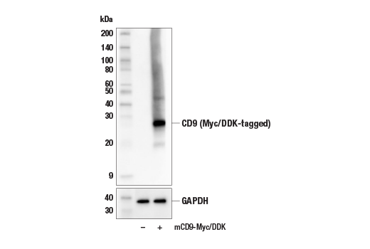 Western Blotting Image 1: CD9 (E8L5J) Rabbit mAb