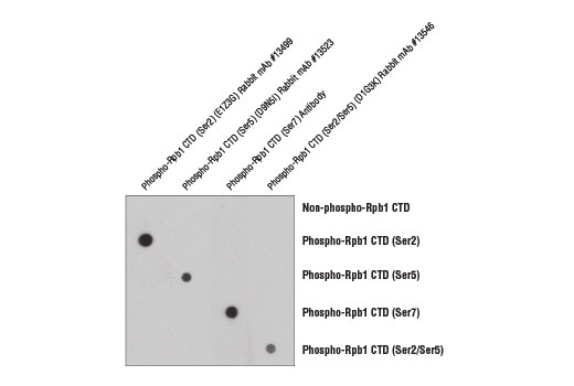 undefined Image 1: Phospho-Rpb1 CTD (Ser2/Ser5) (D1G3K) Rabbit mAb