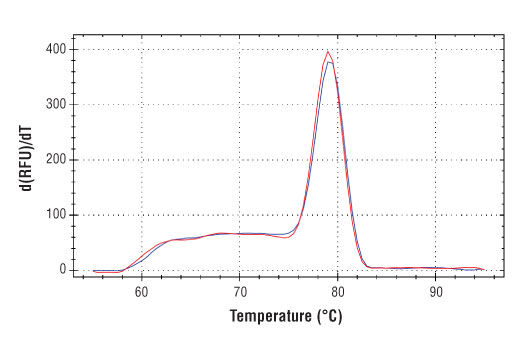 undefined Image 1: SimpleChIP<sup>®</sup> Human SF3B3 Exon 1 Primers