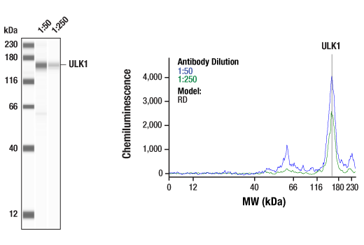 undefined Image 9: PhosphoPlus<sup>®</sup> ULK1 (Ser757) Antibody Duet