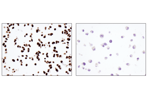 undefined Image 28: BAF Complex IHC Antibody Sampler Kit