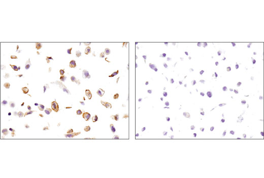 Immunohistochemistry Image 4: ABCG2 (D5V2K) XP<sup>®</sup> Rabbit mAb (BSA and Azide Free)