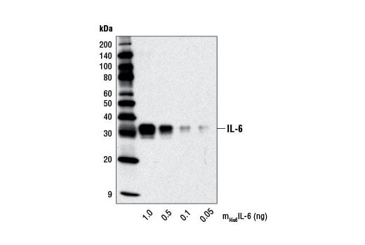 Western Blotting Image 2: IL-6 (D5W4V) XP<sup>®</sup> Rabbit mAb