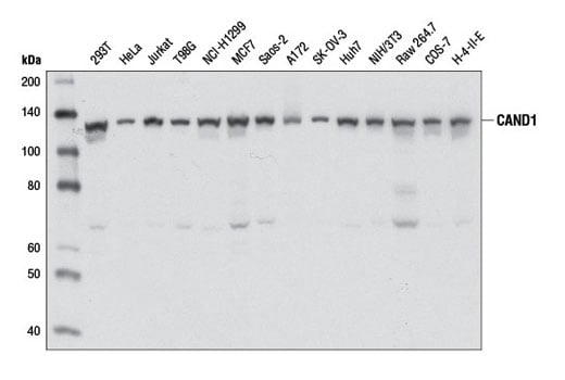Western Blotting Image 2: CAND1 (D1F2) Rabbit mAb