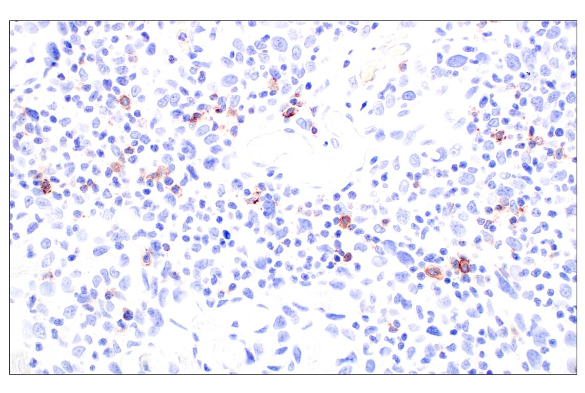 Immunohistochemistry Image 3: CD62L/L-Selectin (E7X9I) Rabbit mAb (BSA and Azide Free)