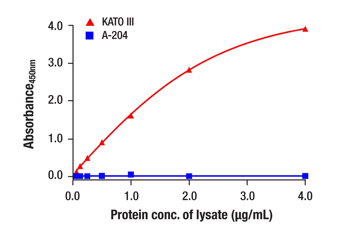 ELISA Image 1: FGF Receptor 2 (D4L2V) Rabbit mAb (BSA and Azide Free)