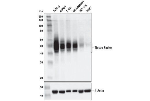 Western Blotting Image 2: Tissue Factor/CD142 (E9M6T) XP<sup>®</sup> Rabbit mAb