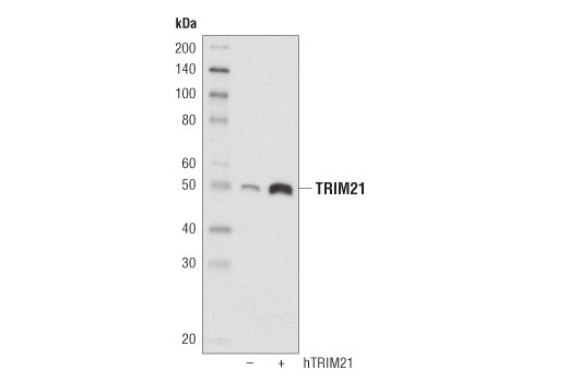 Western Blotting Image 1: TRIM21 (D1O1D) Rabbit mAb