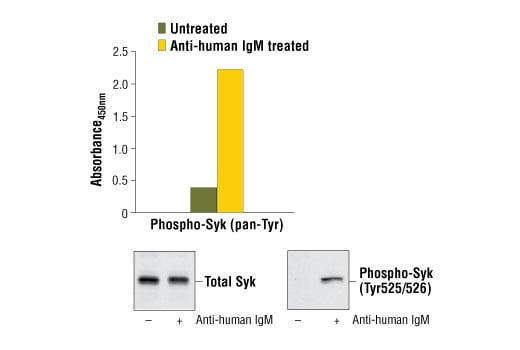 ELISA Image 1: PathScan<sup>®</sup> Phospho-Syk (panTyr) Sandwich ELISA Kit