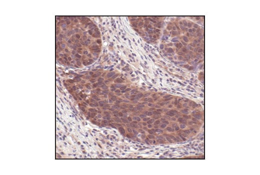 Immunohistochemistry Image 1: 4E-BP2 Antibody