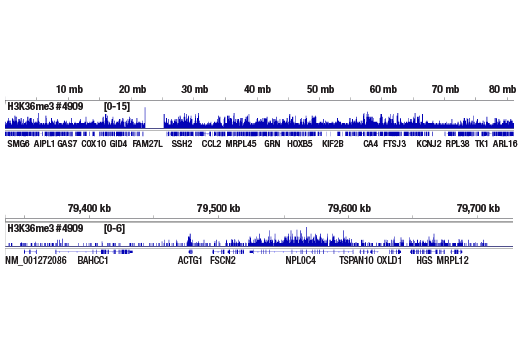 Chromatin Immunoprecipitation Image 2: Tri-Methyl-Histone H3 (Lys36) (D5A7) XP<sup>®</sup> Rabbit mAb