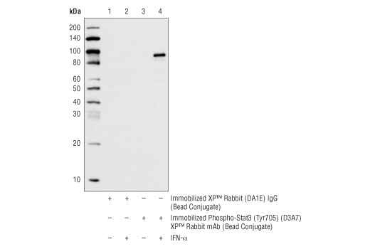 Immunoprecipitation Image 1: Phospho-Stat3 (Tyr705) (D3A7) XP<sup>®</sup> Rabbit mAb (Sepharose<sup>®</sup> Bead Conjugate)