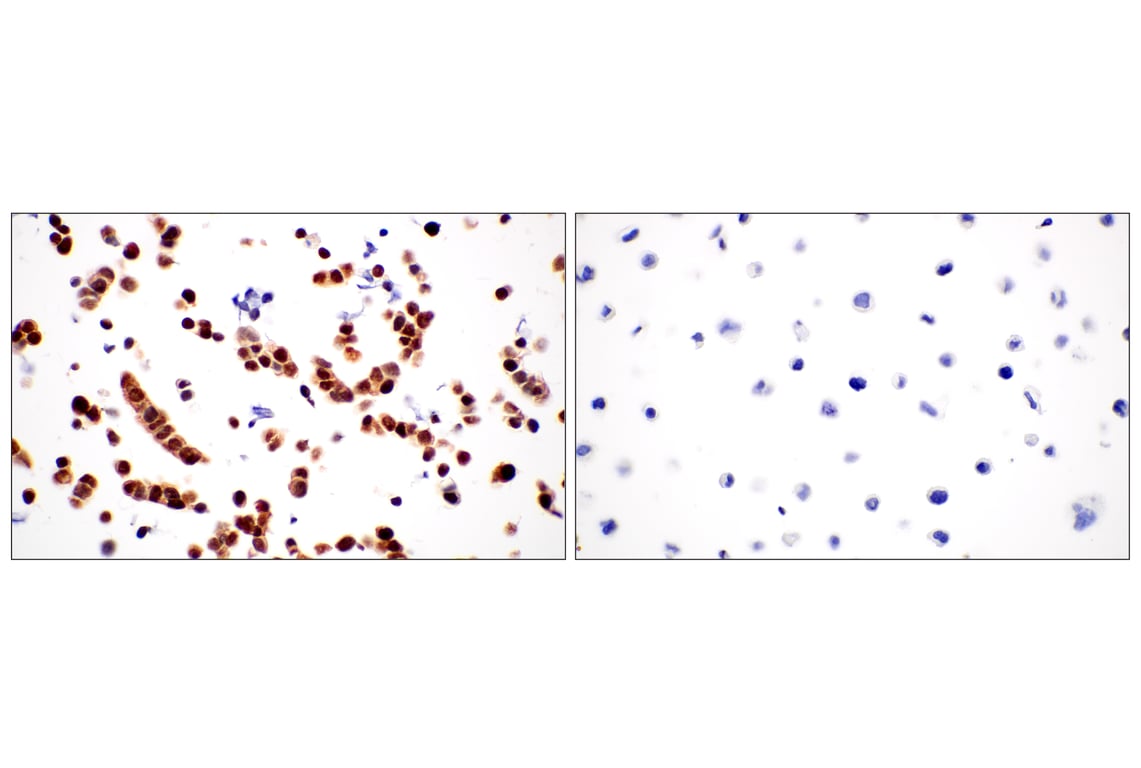 Immunohistochemistry Image 6: OCA-T1 (E4T1K) Rabbit mAb (BSA and Azide Free)