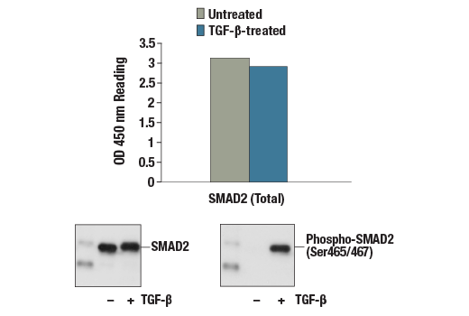 ELISA Image 1: PathScan<sup>®</sup> Total SMAD2 Sandwich ELISA Kit