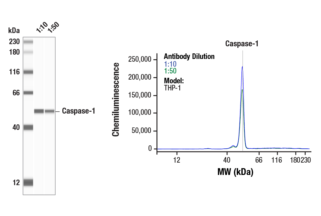 Western Blotting Image 1: Caspase-1 (E9R2D) Rabbit mAb