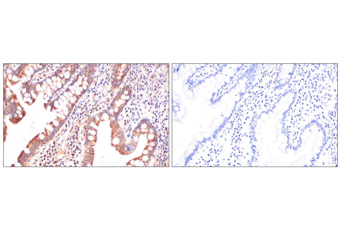 Immunohistochemistry Image 9: Fumarase (D9C5) Rabbit mAb
