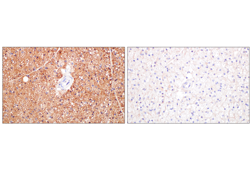 Immunohistochemistry Image 2: UCP1 (E9Z2V) XP<sup>®</sup> Rabbit mAb (BSA and Azide Free)