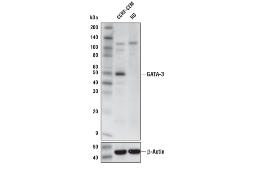Western Blotting Image 1: GATA-3 (E2N1Y) Mouse mAb
