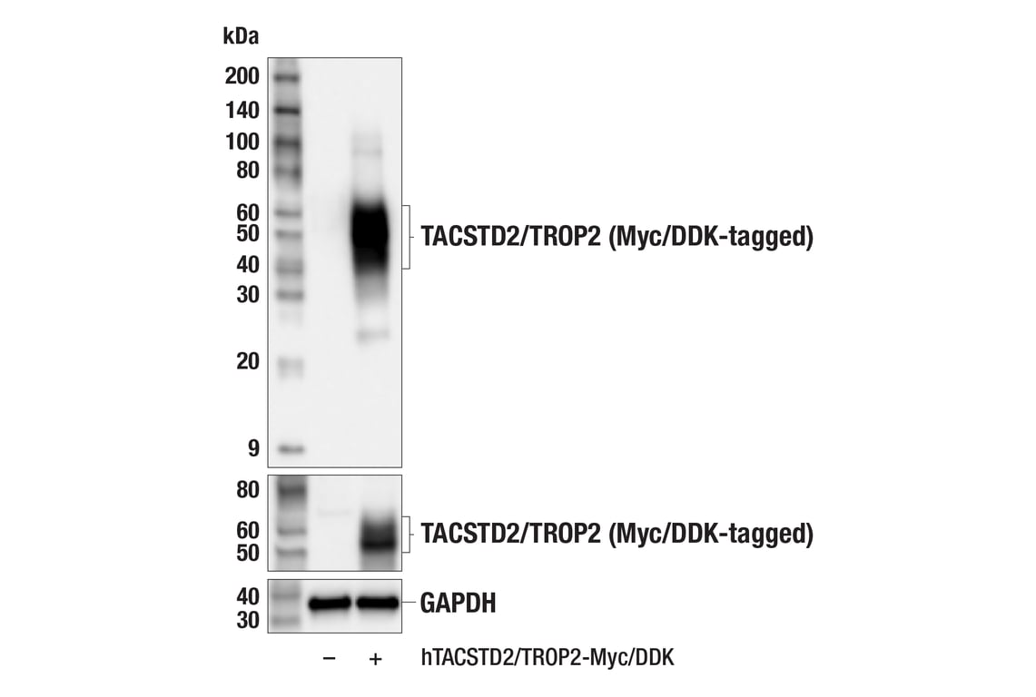 Western Blotting Image 2: TACSTD2/TROP2 (F4W4J) Rabbit mAb (BSA and Azide Free)