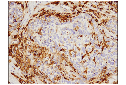 Immunohistochemistry Image 3: 4F2hc/SLC3A2 (D3F9D) XP<sup>®</sup> Rabbit mAb (BSA and Azide Free)