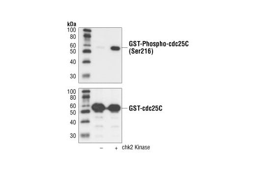 Western Blotting Image 2: Phospho-cdc25C (Ser216) (63F9) Rabbit mAb