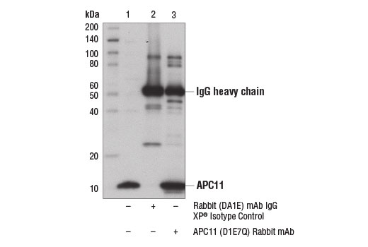 Immunoprecipitation Image 1: APC11 (D1E7Q) Rabbit mAb