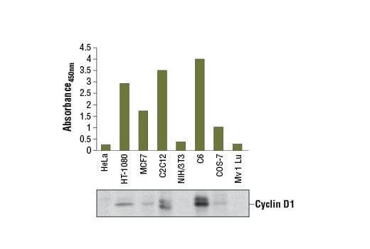 ELISA Image 1: PathScan<sup>®</sup> Total Cyclin D1 Sandwich ELISA Kit