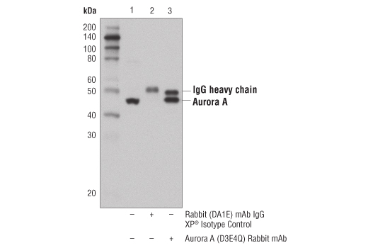 undefined Image 6: Aurora Antibody Sampler Kit