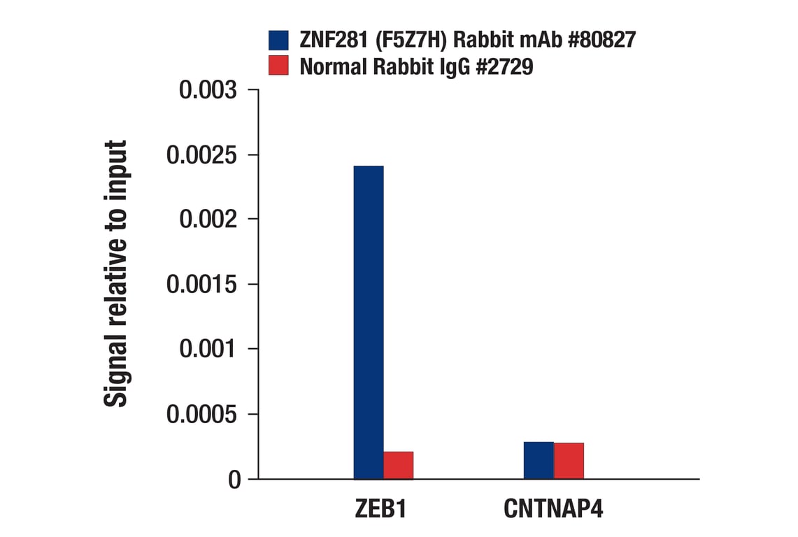 Chromatin Immunoprecipitation Image 1: ZNF281 (F5Z7H) Rabbit mAb