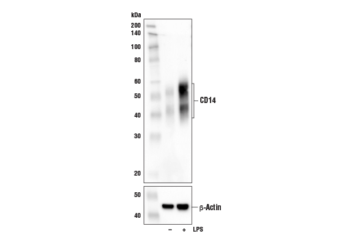Western Blotting Image 4: CD14 (D1U2Y) Rabbit mAb