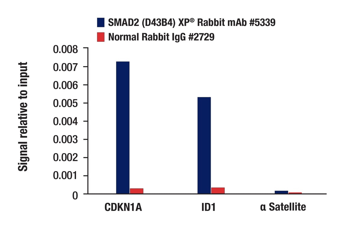 undefined Image 11: PhosphoPlus<sup>®</sup> SMAD2 (Ser465/467) Antibody Duet