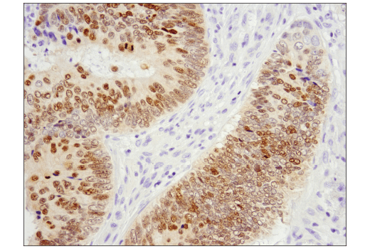 Immunohistochemistry Image 2: Pax6 (D3A9V) XP<sup>®</sup> Rabbit mAb (BSA and Azide Free)