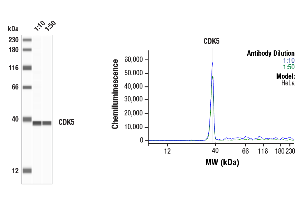 Western Blotting Image 1: CDK5 (D1F7M) Rabbit mAb