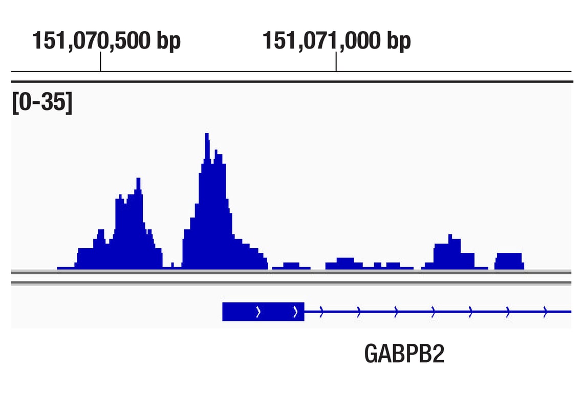 Chromatin Immunoprecipitation Image 1: ELF3 (F8J2G) Rabbit mAb