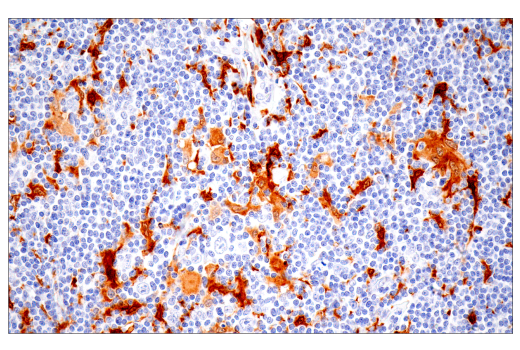 Immunohistochemistry Image 1: IL-18 (E3G8R) Rabbit mAb