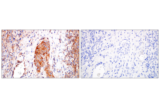 Immunohistochemistry Image 2: Phospho-Tyrosine (4G10) Mouse mAb