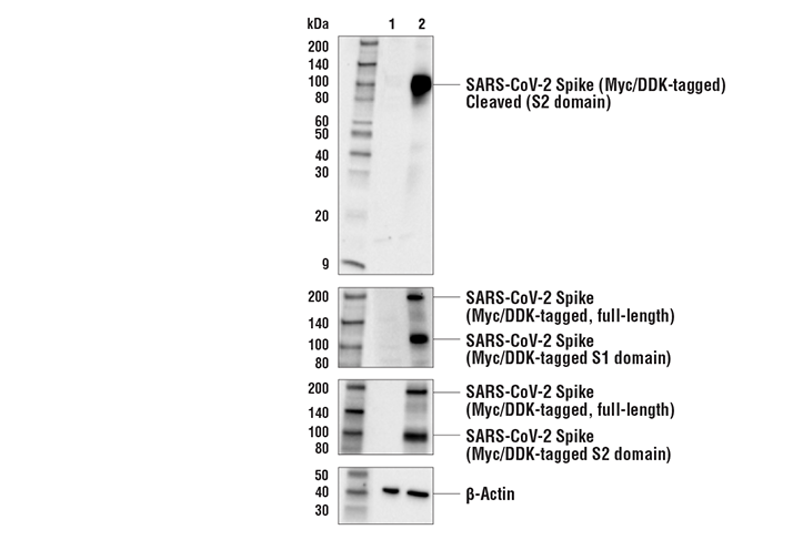 undefined Image 11: SARS-CoV-2 Virus-Host Interaction Antibody Sampler Kit