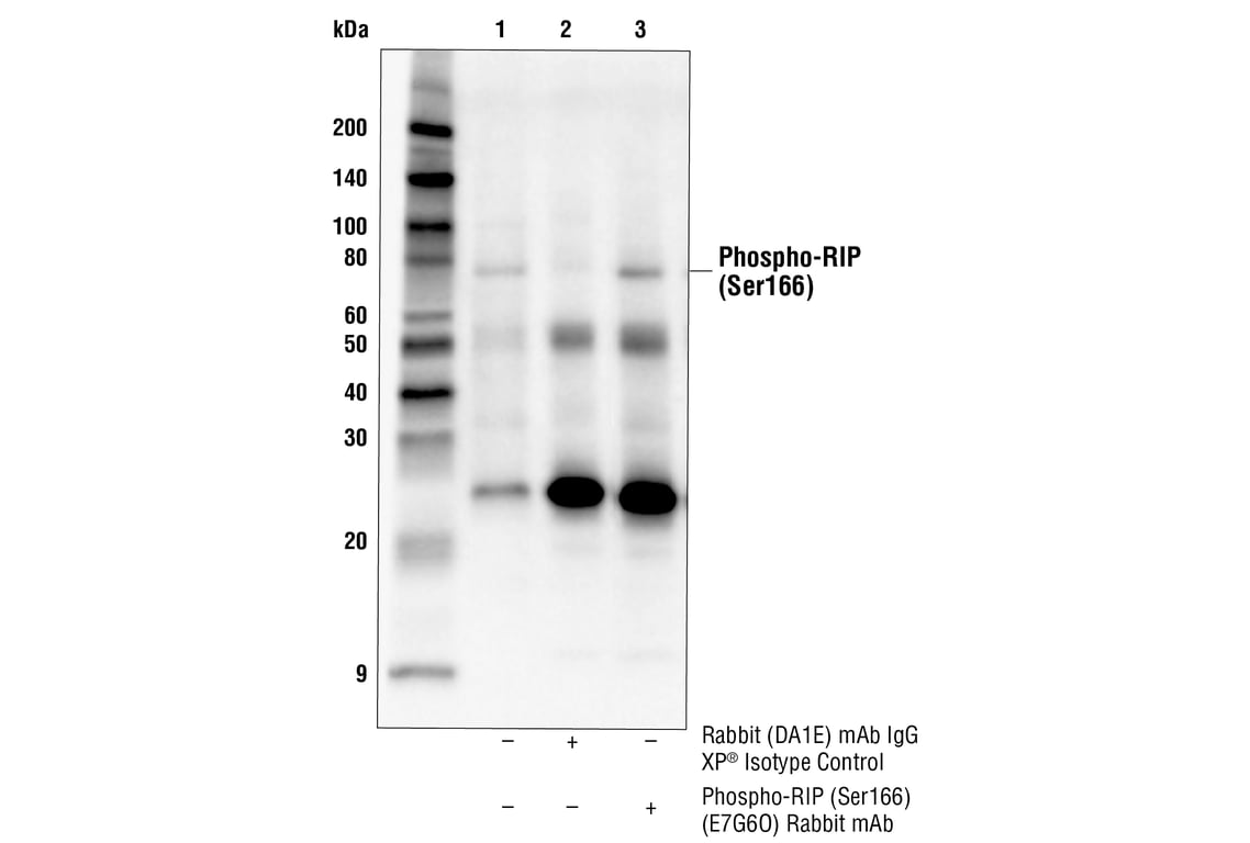 undefined Image 26: Mouse Reactive Cell Death and Autophagy Antibody Sampler Kit
