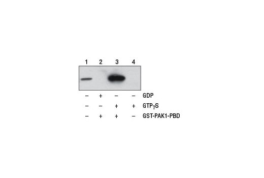 undefined Image 2: Active Cdc42 Detection Kit
