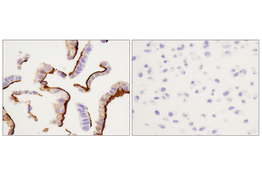 Immunohistochemistry Image 5: CD133 (D2V8Q) XP<sup>®</sup> Rabbit mAb (BSA and Azide Free)