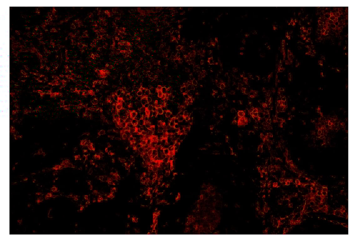 Immunohistochemistry Image 4: CD16 (D1N9L) & CO-0031-488 SignalStar<sup>™</sup> Oligo-Antibody Pair