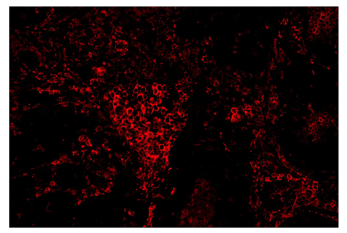 Immunohistochemistry Image 4: CD16 (D1N9L) & CO-0031-647 SignalStar<sup>™</sup> Oligo-Antibody Pair