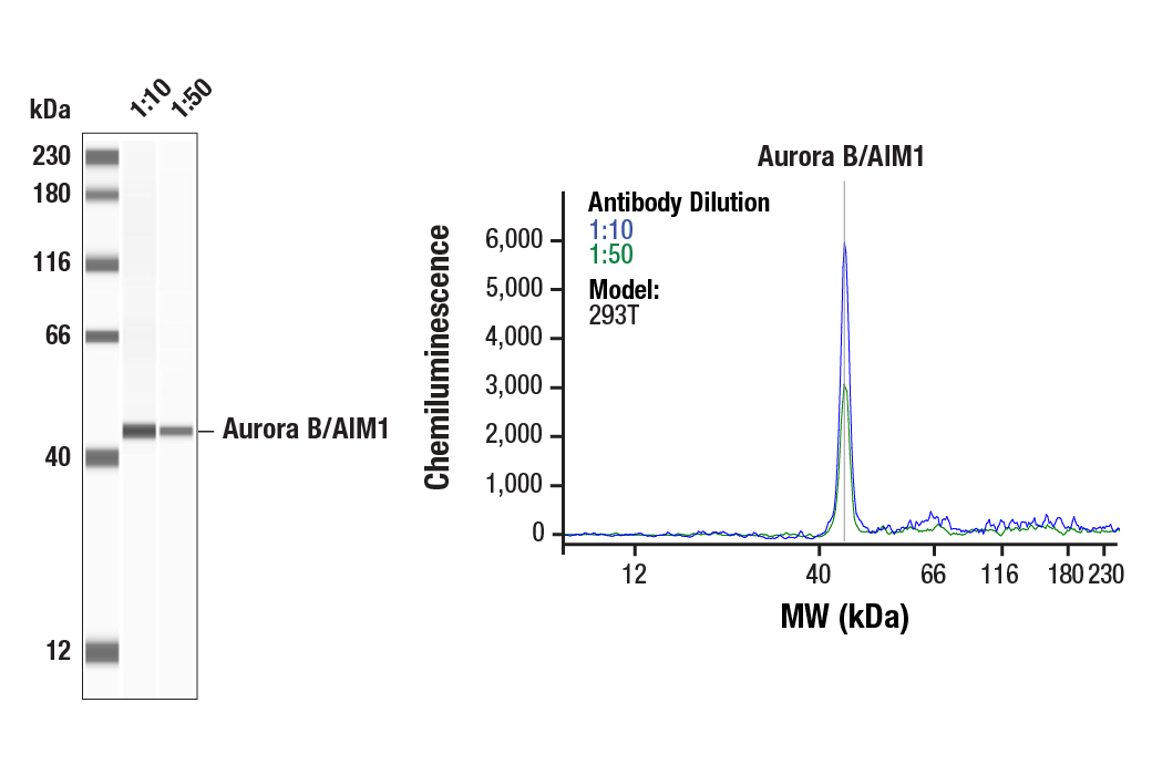 Western Blotting Image 1: Aurora B/AIM1 (E3R8N) Rabbit mAb